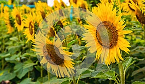 Flower of sunflower