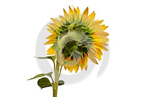 Flower of sunflower back view isolated on white background. Seeds and oil. Creative idea with a conceptual composition. Flat lay,