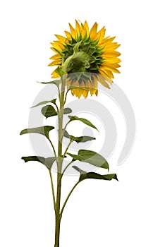 Flower of sunflower back view isolated on white background. Seeds and oil. Creative idea with a conceptual composition. Flat lay,