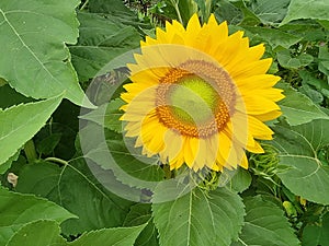 flower sunflower droplet water drop after rain details