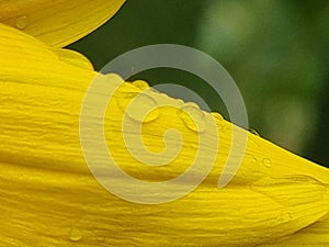 flower sunflower droplet water drop after rain details