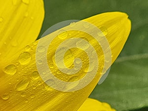 flower sunflower droplet water drop after rain details