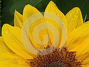 flower sunflower droplet water drop after rain details