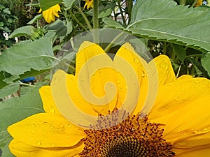 flower sunflower droplet water drop after rain details