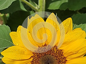 flower sunflower droplet water drop after rain details