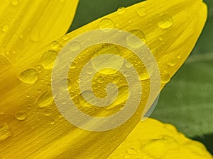flower sunflower droplet water drop after rain details