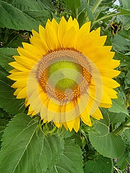 flower sunflower droplet water drop after rain details