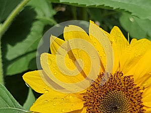 flower sunflower droplet water drop after rain details