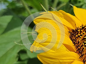 flower sunflower droplet water drop after rain details