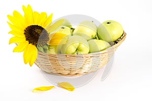 Flower of a sunflower and green apples in the basket