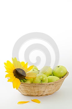 Flower of a sunflower and green apples in the basket