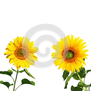 Flower of sunflower isolated on white background