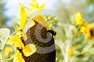 Flower of a sunflower plant, annual forb, in full blossom with bumblebee. photo