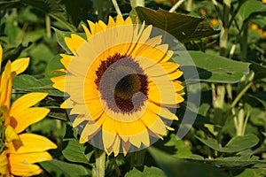 Flower of a sunflower plant, annual forb, in full blossom.