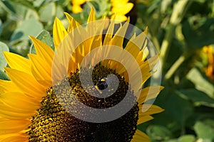 Flower of a sunflower plant with bumblebee , annual forb, in full blossom.