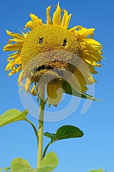 Flower of sunflower sad physiognomy (sadness, despair, depressio