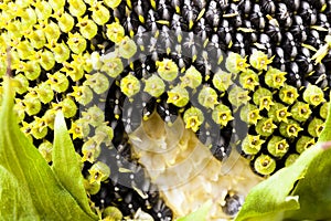 Flower sunflower seeds