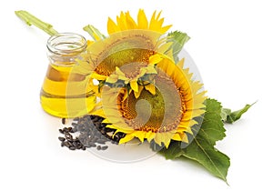 Flower of sunflower seeds and oil