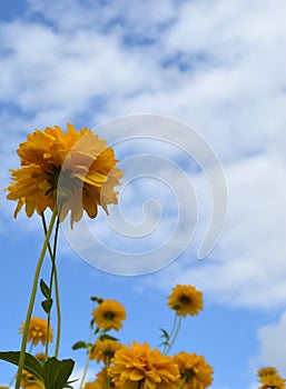 Flower, sunflower, sky, nature, field, summer, yellow, blue, green, plant, sunflowers, spring, agriculture, dandelion, flowers, me