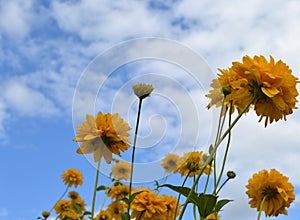 Flower, sunflower, sky, nature, field, summer, yellow, blue, green, plant, sunflowers, spring, agriculture, dandelion, flowers, me