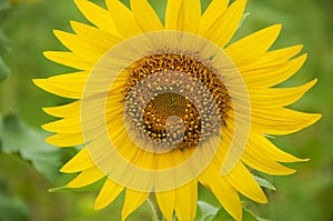 Flower sunflower young