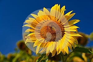 Flower Sunflowers. Blooming in farm - field with blue sky. Beautiful natural colored background