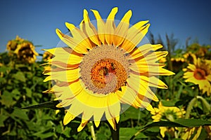 Flower Sunflowers. Blooming in farm - field with blue sky. Beautiful natural colored background.