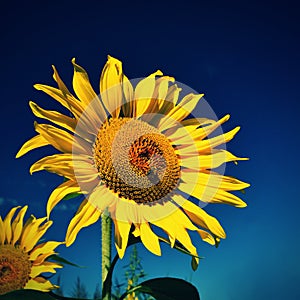 Flower Sunflowers. Blooming in farm - field with blue sky. Beautiful natural colored background.