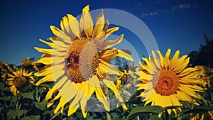 Flower Sunflowers. Blooming in farm - field with blue sky. Beautiful natural colored background.