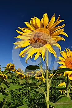 Flower Sunflowers. Blooming in farm - field with blue sky. Beautiful natural colored background.