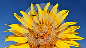 Flower Sunflowers. Blooming in farm - field with blue sky. Beautiful natural colored background.