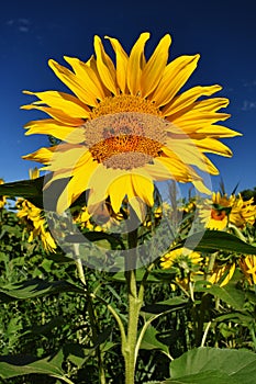Flower Sunflowers. Blooming in farm - field with blue sky. Beautiful natural colored background.