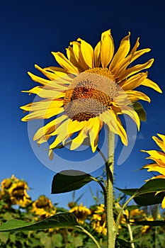 Flower Sunflowers. Blooming in farm - field with blue sky. Beautiful natural colored background.