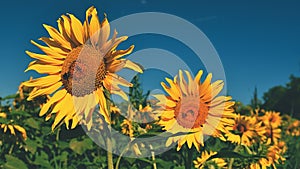 Flower Sunflowers. Blooming in farm - field with blue sky. Beautiful natural colored background.