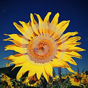 Flower Sunflowers. Blooming in farm - field with blue sky. Beautiful natural colored background.