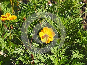 Flower in sunny day - Brazil