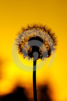 Flor atardecer 