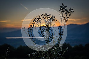 Flower at sunset over annone lecco lake from consonno brianza photo