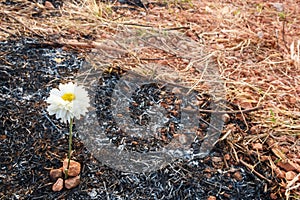 Flower survive on ash of burnt grass
