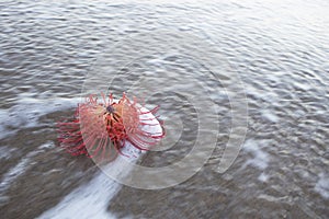 Flower Swamped by Wave with Foam and Lines