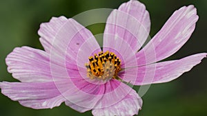 Flower Swaying In the Wind - Garden Cosmos Cosmos Bipinnatus