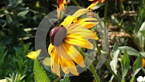 Flower Swaying In the Wind - Sunflower Helianthus Ornamental