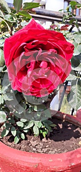 Flower...symbol of love