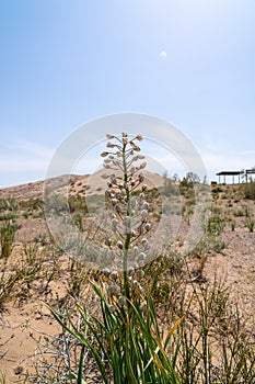 This flower symbolizes purity and tenacity, showcasing nature's ability to thrive even in the most challenging environments. photo