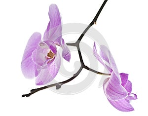 Flower symmetry of orchid phalaenopsis