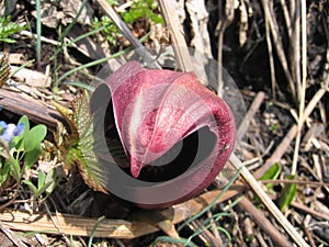 Flower Symplocarpus renifolius dark Burgundy color