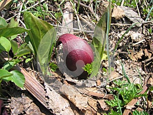 Flower Symplocarpus renifolius dark Burgundy color