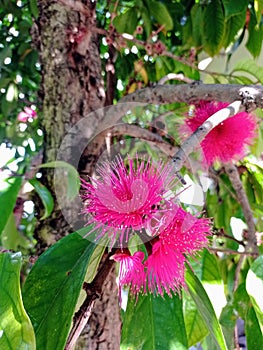 The Flower of Syzygium aqueum Dersana