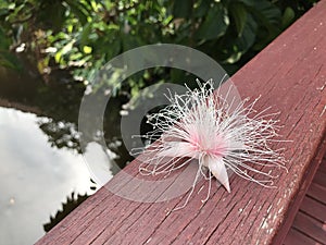 Flower of Syzygium or Rose apple.