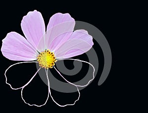 Flower, t-shirt, nature, chrysanthemum, flowers, design, bloom, plant, daisy, floral, isolated, petal, background, spring, flora,